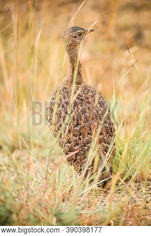 Red-crested Korhaan In A Wildlife Reserve In South Africa