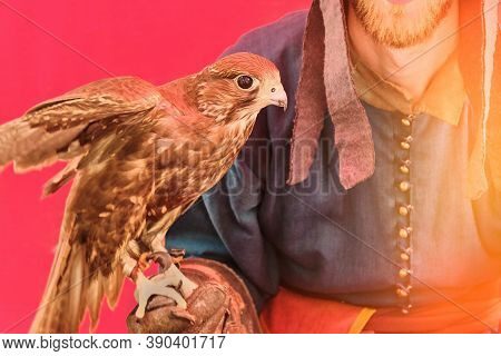 Falcon Kneads His Wings In The Hands Of A Hunter. A Bird Of Prey Sits On The Glove Of A Man With A B
