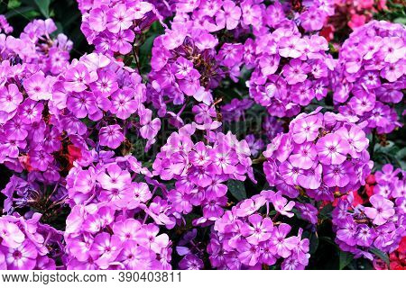 Hydrangea Is A Genus Of Flowering Plants Of The Hortense Fami, Texturedly