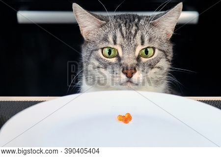 The Grumpy Cat Looks At The Empty Plate With Red Caviar. Sad Cat Sitting In Front Of A Table With An
