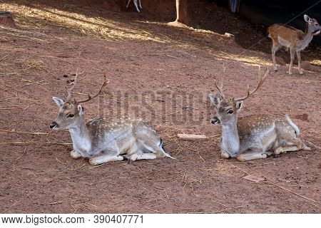 A Pair Of Sika Deer On A Livestock Farm. Slender, Noble Sika Deer
