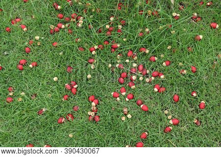 Red Areca Nut Falling From The Tree On The Green Grass Floor. The Areca Nut  Is The Seed Of The Arec
