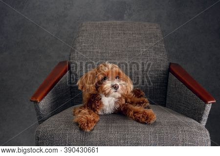 Serious Boy. Maltipu Little Dog Is Posing. Cute Playful Braun Doggy Or Pet Playing On Grey Studio Ba