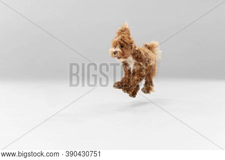 Jumping High. Maltipu Little Dog Is Posing. Cute Playful Braun Doggy Or Pet Playing On White Studio 