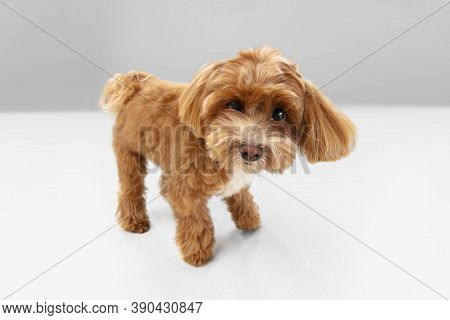 Happiness. Maltipu Little Dog Is Posing. Cute Playful Braun Doggy Or Pet Playing On White Studio Bac