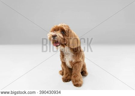 Sincere Emotions. Maltipu Little Dog Is Posing. Cute Playful Braun Doggy Or Pet Playing On White Stu