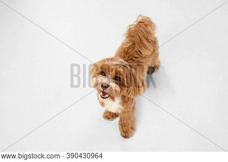 Companion. Maltipu Little Dog Is Posing. Cute Playful Braun Doggy Or Pet Playing On White Studio Bac