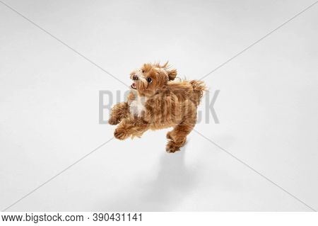 Flying, Jumping. Maltipu Little Dog Is Posing. Cute Playful Braun Doggy Or Pet Playing On White Stud