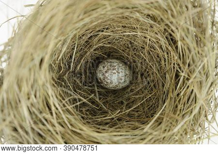 Yellowish Grass Nest With A Spotted Or Speckled Egg  In The Hollowed Deep Pocket Of The Bird Nest.