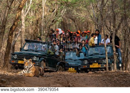 Ranthambore National Park , Rajasthan, India, May 12, 2018 : Showstopper Wild Male Tiger Roadblock I