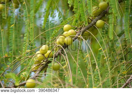 Indian Gooseberry Or Amla Fruit On Tree