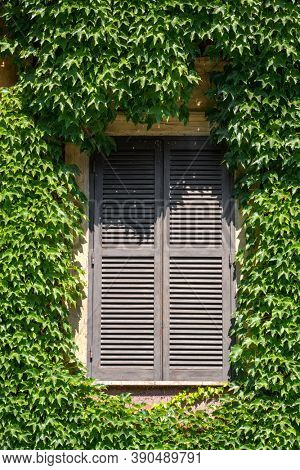 Close-up of an old window with closed wooden shutters on a wall completely covered with green leaves of creeper (Ampelopsis) in summer in Rome, Italy