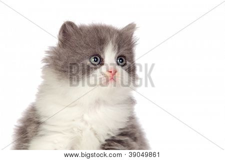 Chaton angora magnifique avec des cheveux gris et doux isolé sur fond blanc