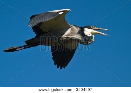 Black Headed Heron In Flight