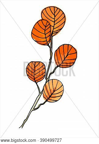 Filbert Branch Colorful Line Art. Realistic Hand Drawn Vector Illustration Of Corylus Maxima, Or Haz