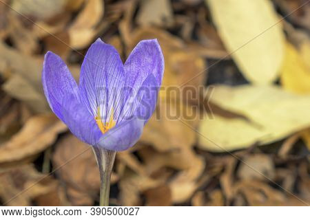 Blue Flower Of Saffron Or Crocus Ligusticus In The Forest.