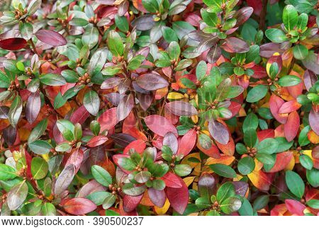 Barberry Thunberg's With Purple, Red And Green Leaves. Background With Multi-colored Leaves.
