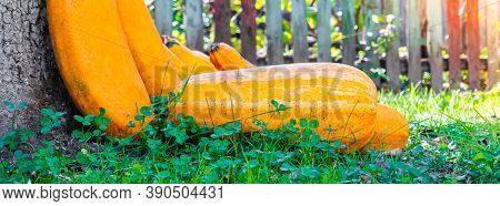 Yellow Squash. Fresh Yellow Zucchini At Green Grass Garden. Vegetable Marrow Courgette Or Zucchini. 