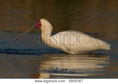 African Spoonbill