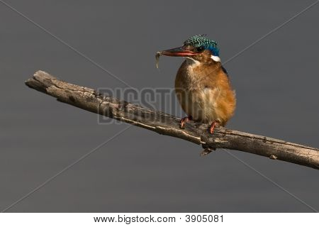 Malachite Kingfisher On Twig