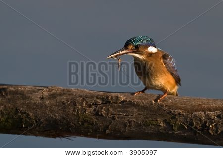 Malachite Kingfisher On Twig