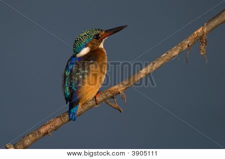 Malachite Kingfisher On Twig