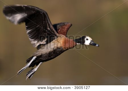 White Faced Duck