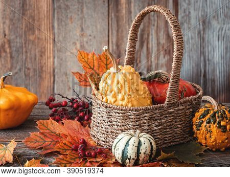 Autumn Nature Concept. Dogberry, Pumpkinsin A Basket, Colorful Leaves On A Wooden Table.