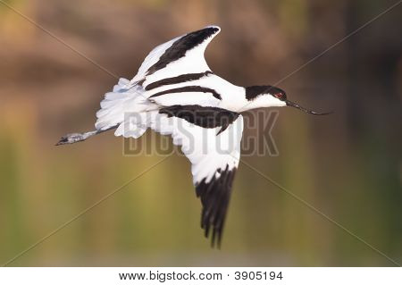 Pied Avocet