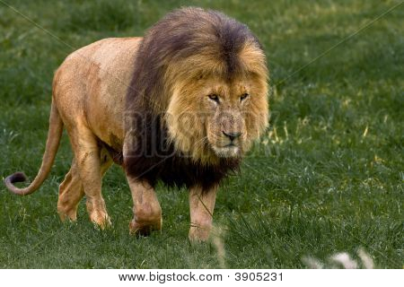African Lion
