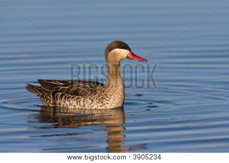 Red-Billed Teal