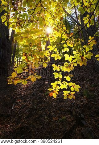 Beech Leaves In Backlight With The Sun Filtering Through Them, Hayedo De La Tejera Negra In Guadalaj