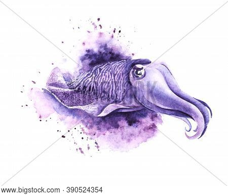 Watercolor Image Of Cartoon Purple Cuttlefish On White Backdrop. Hand Drawn Illustration Of Cute Dev