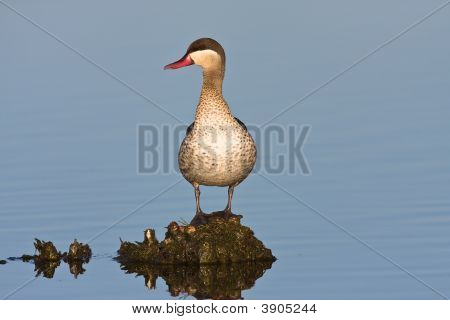 Red-billed Teal