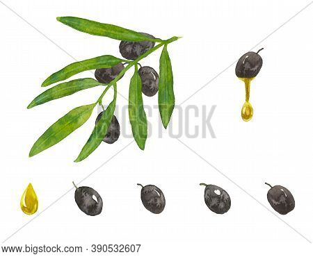 Set Of Black Watercolor Olives With Leaves. Ripe Harves Fruit With Drops Of Oil And Twig Or Branch O