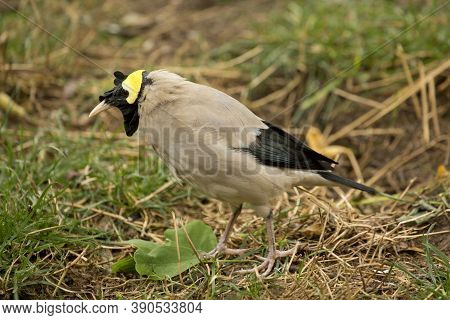 The Wattled Starling. (creatophora Cinerea) In Zoo.