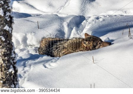 Gray polar wolf resting in the snow. Ranua zoo in Lapland. Animals are housed in natural conditions. Snowy coniferous forest. The concept of active, winter, environmental and photo tourism
