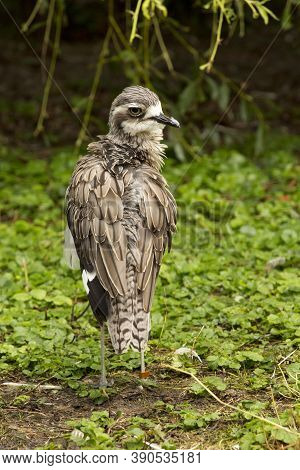 The Bush Stone-curlew (burhinus Grallarius) In Zoo.