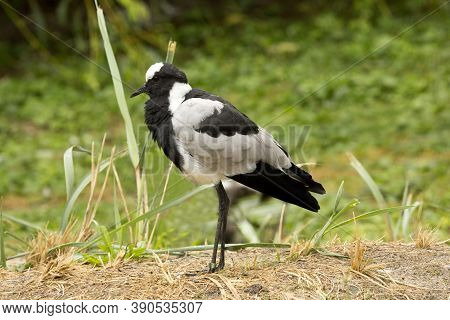 The Blacksmith Lapwing (vanellus Armatus) In Zoo.