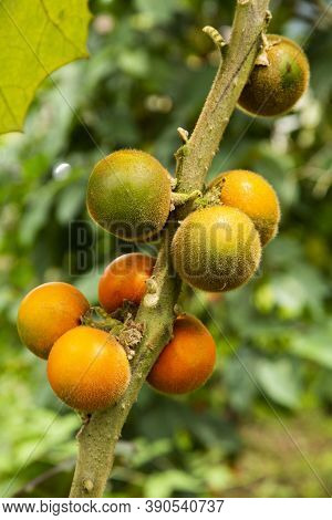 Solanum Quitoense Fruit On The Tree - Lulo Organic Fruit