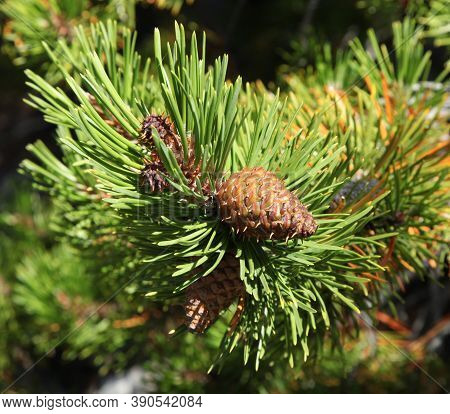Lodgepole Pine (pinus Contorta) Cone On A Tree In Beartooth Mountains, Montana
