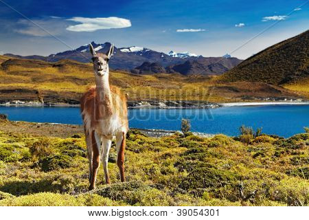 Guanaco i Torres del Paine National Park, Patagonia, Chile