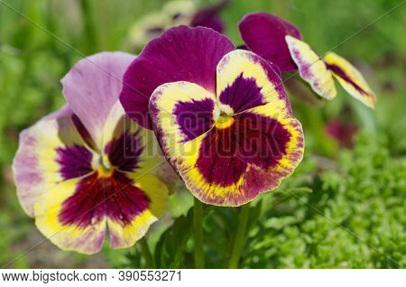 Violet Tricolor (lat. Viola Tricolor), Or Pansies Close-up
