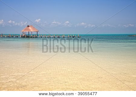træ finger på Isla Contoy, Mexico