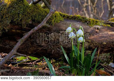 Snowflake Flower Near The Log. Spring Nature Background In Forest