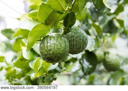 Fresh Bergamots And Leaves On Tree With Water Drops On Them Fruity,   With Herbaceous Bergamia Aroma