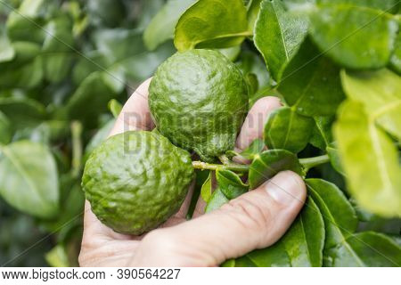 Fresh Bergamots And Leaves On Tree With Water Drops On Them Fruity,   With Herbaceous Bergamia Aroma