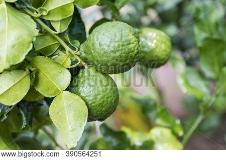 Fresh Bergamots And Leaves On Tree With Water Drops On Them Fruity,   With Herbaceous Bergamia Aroma