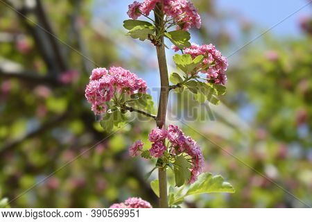 Common Hawthorn - Latin Name - Crataegus Monogyna