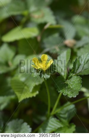 Indian Strawberry Flower - Latin Name - Duchesnea Indica (potentilla Indica)